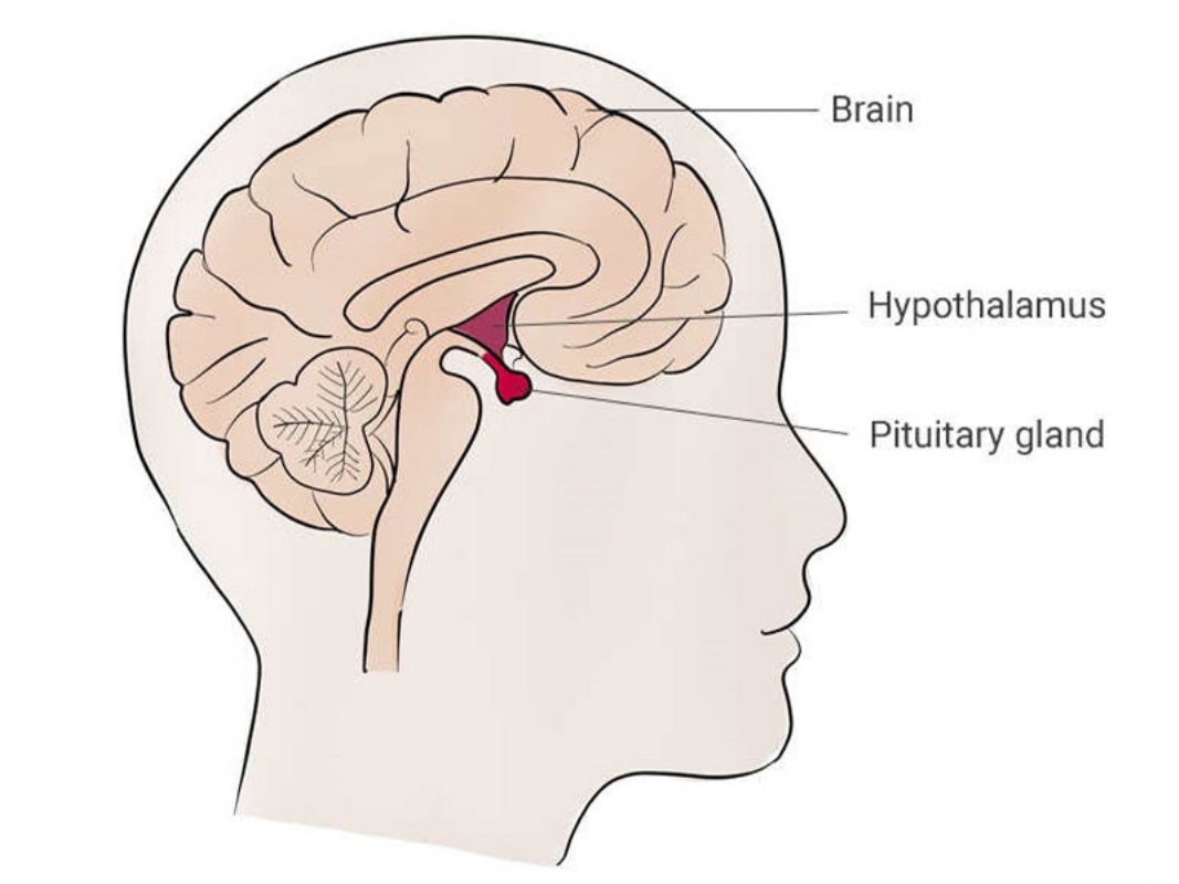Мозг находится в голове. Таламус гипоталамус эпифиз. Гипофиз головного мозга. Гипоталамус гипофиз эпифиз. Гипофиз в черепе.